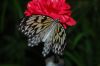 Schmetterlingspark-Alaris-Buchholz-110514-DSC_0708.JPG