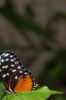 Schmetterlingspark-Alaris-Buchholz-110514-DSC_0711.JPG