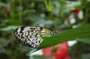 Schmetterlingspark-Alaris-Buchholz-110514-DSC_0714.JPG