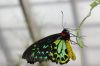 Schmetterlingspark-Alaris-Buchholz-110514-DSC_0719.JPG