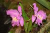 Ausstellung-Internationale-Orchideen-Welt-Bad-Salzuflen-NRW-2014-140302-DSC_0086.jpg