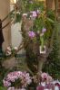 Ausstellung-Internationale-Orchideen-Welt-Bad-Salzuflen-NRW-2014-140302-DSC_0099.jpg