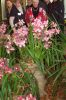 Ausstellung-Internationale-Orchideen-Welt-Bad-Salzuflen-NRW-2014-140302-DSC_0100.jpg