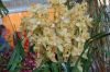 Ausstellung-Internationale-Orchideen-Welt-Bad-Salzuflen-NRW-2014-140302-DSC_0108.jpg