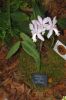 Ausstellung-Internationale-Orchideen-Welt-Bad-Salzuflen-NRW-2014-140302-DSC_0118.jpg