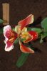 Ausstellung-Internationale-Orchideen-Welt-Bad-Salzuflen-NRW-2014-140302-DSC_0147.jpg