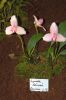 Ausstellung-Internationale-Orchideen-Welt-Bad-Salzuflen-NRW-2014-140302-DSC_0152.jpg
