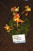 Ausstellung-Internationale-Orchideen-Welt-Bad-Salzuflen-NRW-2014-140302-DSC_0155.jpg