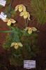 Ausstellung-Internationale-Orchideen-Welt-Bad-Salzuflen-NRW-2014-140302-DSC_0159.jpg