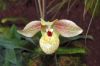 Ausstellung-Internationale-Orchideen-Welt-Bad-Salzuflen-NRW-2014-140302-DSC_0160.jpg
