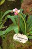Ausstellung-Internationale-Orchideen-Welt-Bad-Salzuflen-NRW-2014-140302-DSC_0177.jpg