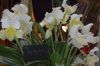 Ausstellung-Internationale-Orchideen-Welt-Bad-Salzuflen-NRW-2014-140302-DSC_0194.jpg