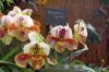 Ausstellung-Internationale-Orchideen-Welt-Bad-Salzuflen-NRW-2014-140302-DSC_0195.jpg