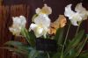 Ausstellung-Internationale-Orchideen-Welt-Bad-Salzuflen-NRW-2014-140302-DSC_0198.jpg