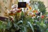 Ausstellung-Internationale-Orchideen-Welt-Bad-Salzuflen-NRW-2014-140302-DSC_0199.jpg