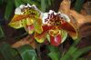 Ausstellung-Internationale-Orchideen-Welt-Bad-Salzuflen-NRW-2014-140302-DSC_0203.jpg